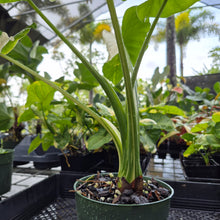 Load image into Gallery viewer, Alocasia Odora, Okinawa Silver, Exact Plant Variegated Ships Nationwide
