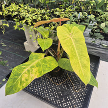 Load image into Gallery viewer, Philodendron Goldiana exact plant, Fedex 2day
