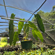 Load image into Gallery viewer, Anthurium Veitchii exact plant, Fedex 2day*
