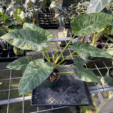 Load image into Gallery viewer, Philodendron Giganteum Blizzard Variegated exact plant, Fedex 2day
