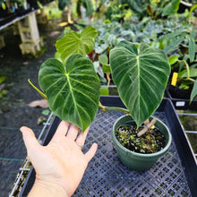 Load image into Gallery viewer, Philodendron Verrucosum Pseudoverrucosum Croat 6" pot, Fedex 2day

