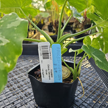 Load image into Gallery viewer, Alocasia Odora, Okinawa Silver, Exact Plant Variegated Ships Nationwide
