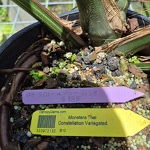 Load image into Gallery viewer, Monstera Thai Constellation Variegated exact plant, Fedex 2day*
