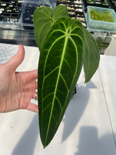 Load image into Gallery viewer, Anthurium Warocqueanum, Queen, Exact Plant Ships Nationwide
