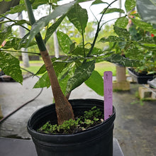 Load image into Gallery viewer, Pachira Aquatica Money Tree, Exact Plant Variegated Ships Nationwide
