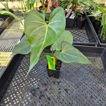 Load image into Gallery viewer, Anthurium Macrolobium, Exact Plant Ships Nationwide
