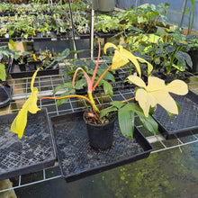 Load image into Gallery viewer, Philodendron Florida Ghost exact plant, Fedex 2day*
