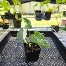 Load image into Gallery viewer, Alocasia Odora, Okinawa Silver, Exact Plant Variegated
