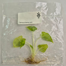 Load image into Gallery viewer, Alocasia Sarian Aurea variegated tissue culture 2DayAir
