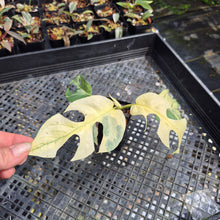Load image into Gallery viewer, Rhaphidophora Tetrasperma Albo Variegated exact plant, Fedex 2day*
