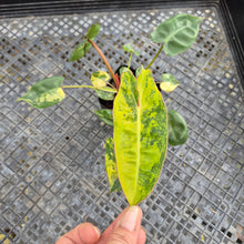 Load image into Gallery viewer, Philodendron Billietiae, Exact Plant Ships Nationwide
