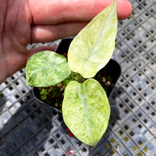 Load image into Gallery viewer, Alocasia Ninja Tricolor, Exact Plant Variegated Ships Nationwide
