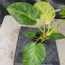 Load image into Gallery viewer, Philodendron Giganteum, Exact Plant Variegated Ships Nationwide
