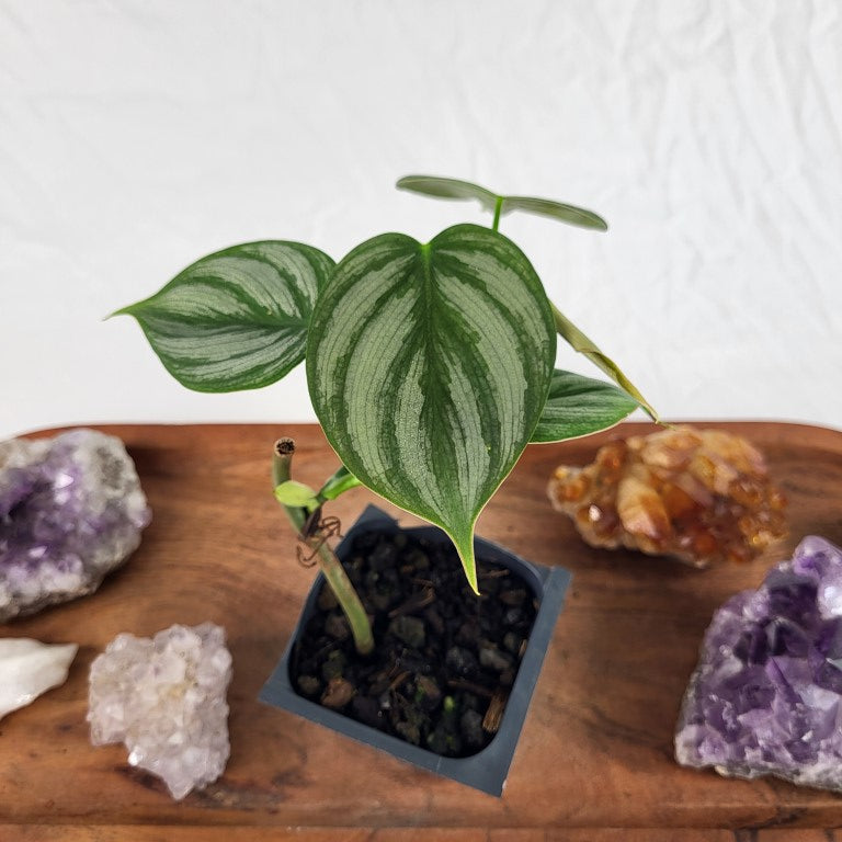 Philodendron Brandtianum Mini Form 2.5