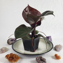 Load image into Gallery viewer, Philodendron Red Heart 4&quot; pot, Fedex 2 day*
