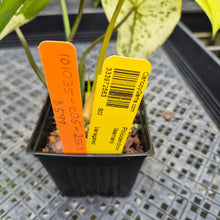 Load image into Gallery viewer, Philodendron Ilsemanii Variegated exact plant, Fedex 2day*
