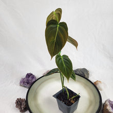 Load image into Gallery viewer, Philodendron Melanochrysum 2.5&quot; starter pot, ships nationwide
