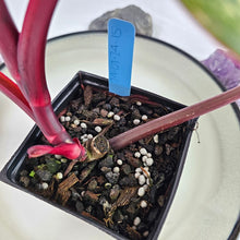 Load image into Gallery viewer, Philodendron Strawberry Shake, Exact Plant Variegated
