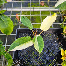 Load image into Gallery viewer, Philodendron Jungle Fever, Exact Plant Variegated
