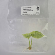 Load image into Gallery viewer, Alocasia Silver Dragon Aurea variegated tissue culture 2DayAir
