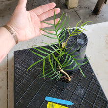 Load image into Gallery viewer, Philodendron Tortum 2.5" pot, Fedex 2day*
