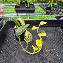 Load image into Gallery viewer, Monstera Standleyana Aurea, Exact Plant Variegated Ships Nationwide
