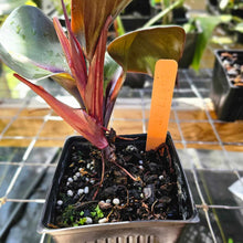 Load image into Gallery viewer, Philodendron Red Heart, Exact Plant Ships Nationwide
