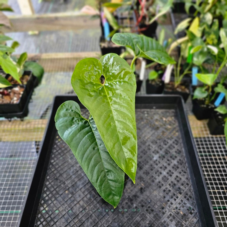 Anthurium Cupulispathum X Pedatum , Exact Plant Ships Nationwide