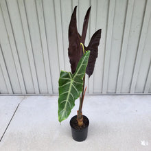 Load image into Gallery viewer, Alocasia Longiloba, Denudata, Exact Plant X-Large
