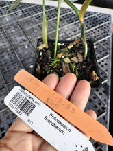 Load image into Gallery viewer, Philodendron Brandtianum, Exact Plant Ships Nationwide
