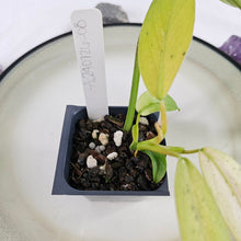 Load image into Gallery viewer, Philodendron Whipple Way, Exact Plant Variegated Ships Nationwide
