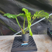 Load image into Gallery viewer, Monstera Thai Constellation, Exact Plant Variegated Ships Nationwide
