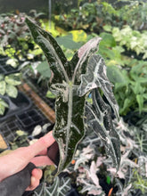 Load image into Gallery viewer, Alocasia Nobilis Pink variegated 2.5" pot, Fedex 2day*
