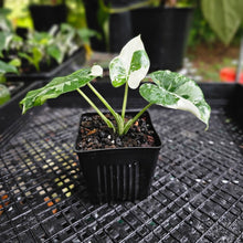 Load image into Gallery viewer, Alocasia Odora, Okinawa Silver, Exact Plant Variegated
