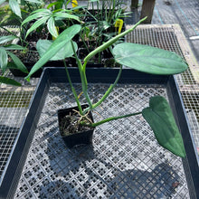 Load image into Gallery viewer, Syngonium Chiapense, Exact Plant Ships Nationwide
