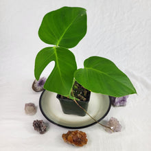 Load image into Gallery viewer, Monstera Sierrana Hawaii Clone, Exact Plant
