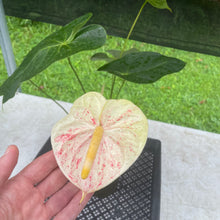 Load image into Gallery viewer, Anthurium Peppermint Splash, Shibori AFF, speckled , Exact Plant

