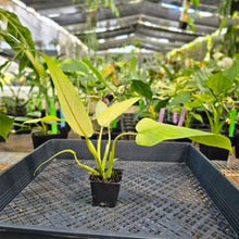 Load image into Gallery viewer, Philodendron Whipple Way, Exact Plant Variegated Ships Nationwide
