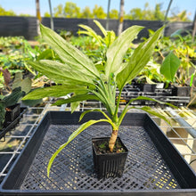 Load image into Gallery viewer, Aglaonema Ice Queen, Silver Queen, Exact Plant Variegated Ships Nationwide
