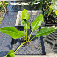 Load image into Gallery viewer, Philodendron Giant Orlando, Exact Plant Ships Nationwide
