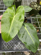 Load image into Gallery viewer, Philodendron Cordatum Kunth exact plant, Fedex 2day*
