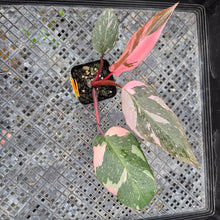 Load image into Gallery viewer, Philodendron Pink Princess Galaxy, Exact Plant Variegated Ships Nationwide
