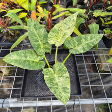 Load image into Gallery viewer, Philodendron Giganteum, Exact Plant Variegated Ships Nationwide
