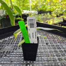Load image into Gallery viewer, Philodendron Gloriosum, Dark Form, Exact Plant Ships Nationwide
