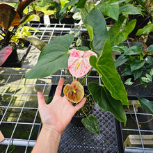 Load image into Gallery viewer, Anthurium Shibori, Exact Plant Variegated 1 gallon pot
