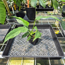 Load image into Gallery viewer, Philodendron Minarum 'Lime Fiddle' exact plant, Fedex 2day*
