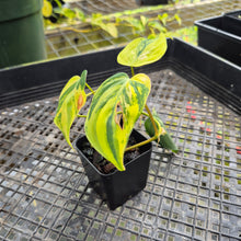 Load image into Gallery viewer, Philodendron Hederaceum Micans Aurea, Exact Plant Variegated Ships Nationwide

