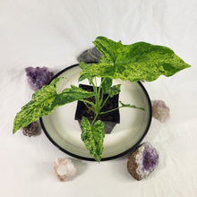 Load image into Gallery viewer, Syngonium Mojito, Exact Plant Variegated Ships Nationwide
