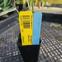 Load image into Gallery viewer, Scindapsus Blue Albo, Exact Plant Variegated Ships Nationwide
