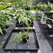 Load image into Gallery viewer, Philodendron Holtonianum, Exact Plant Ships Nationwide

